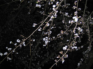 050407sakura.jpg